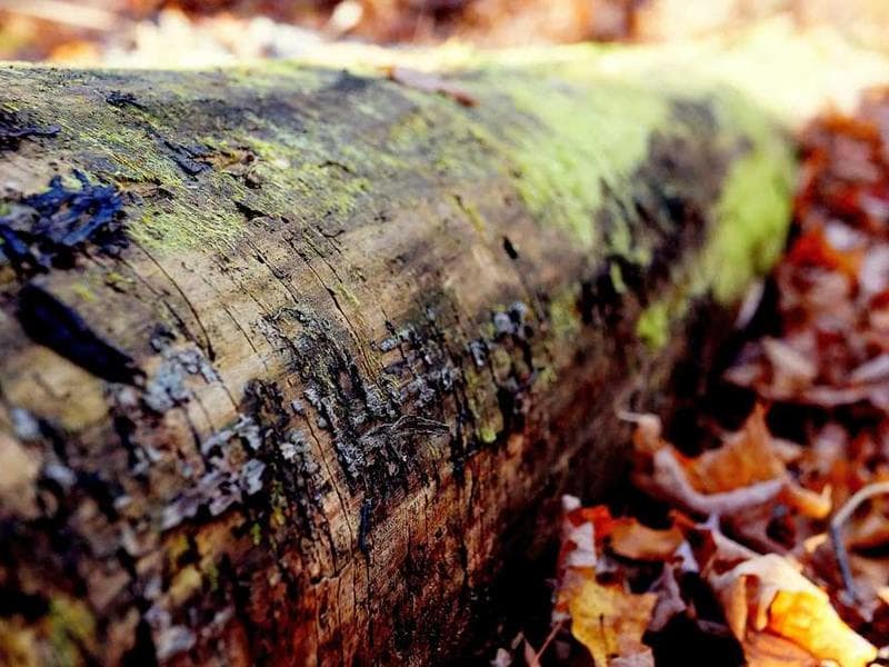 A single red rose on a dark, textured background.